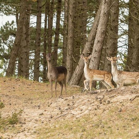 Boszicht 6 Halfvrijstaande Vakantiewoning In Oostkapelle Exteriér fotografie
